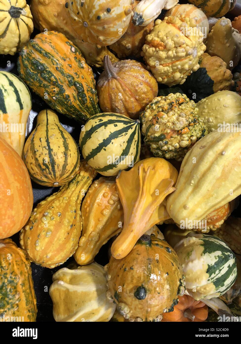 Yellow gourds hires stock photography and images Alamy