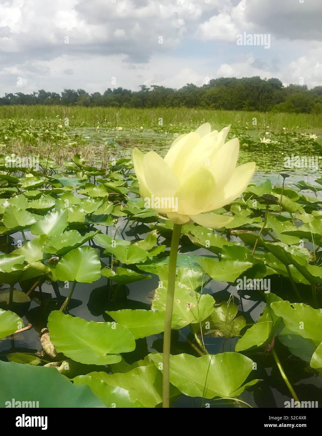 Swamp Flower, Florida, USA Stock Photo Alamy