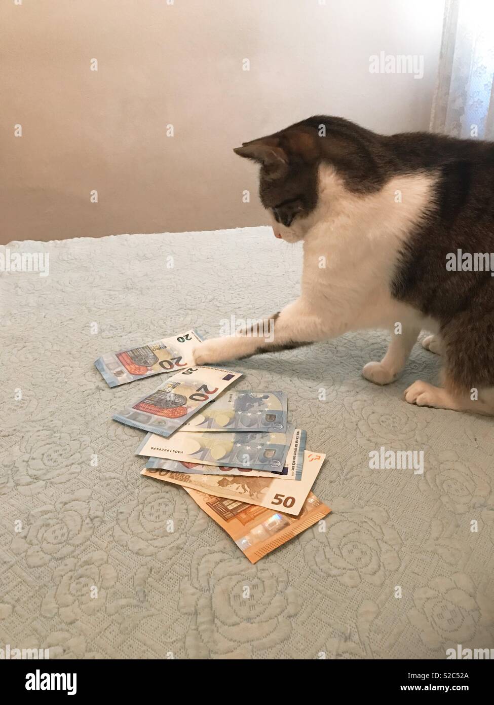 Tabby and white cat playing with bank notes - Smartphone Captured Stock Image