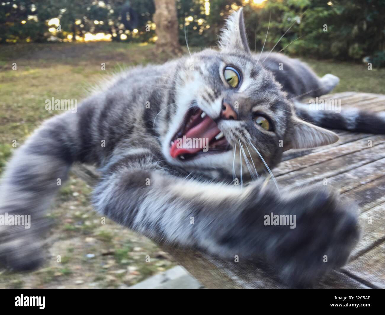 Yawning cat. Stock Photo