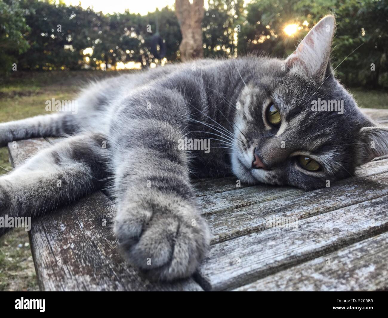 Cat laying down on a table in a garden with the Sun in the background. Stock Photo
