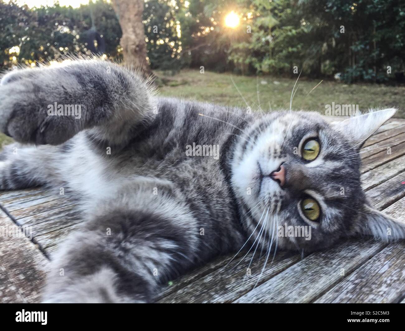 Cat laying down on a table in the garden. Stock Photo