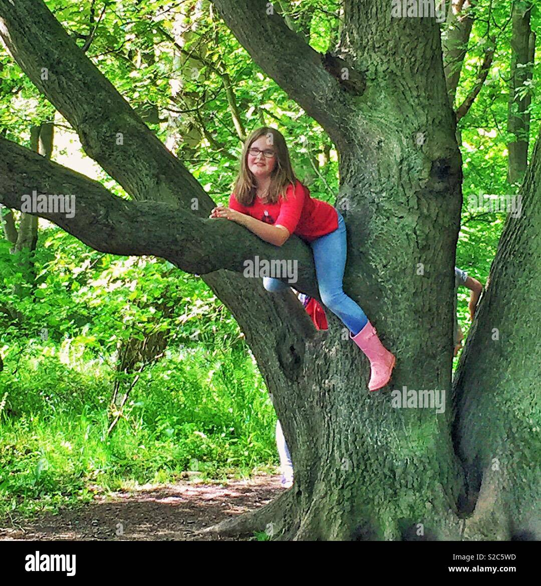 Just hanging around in a tree in the woods Stock Photo