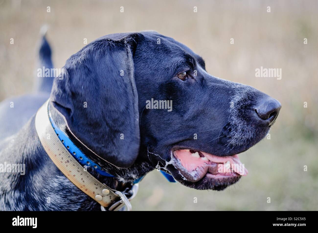 Close up profile of a slick coated German wirehair pointer looking for ...