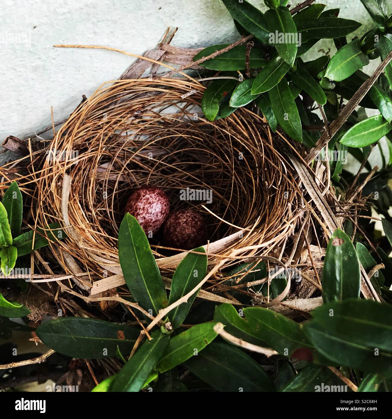 Bird eggs in a nest Stock Photo