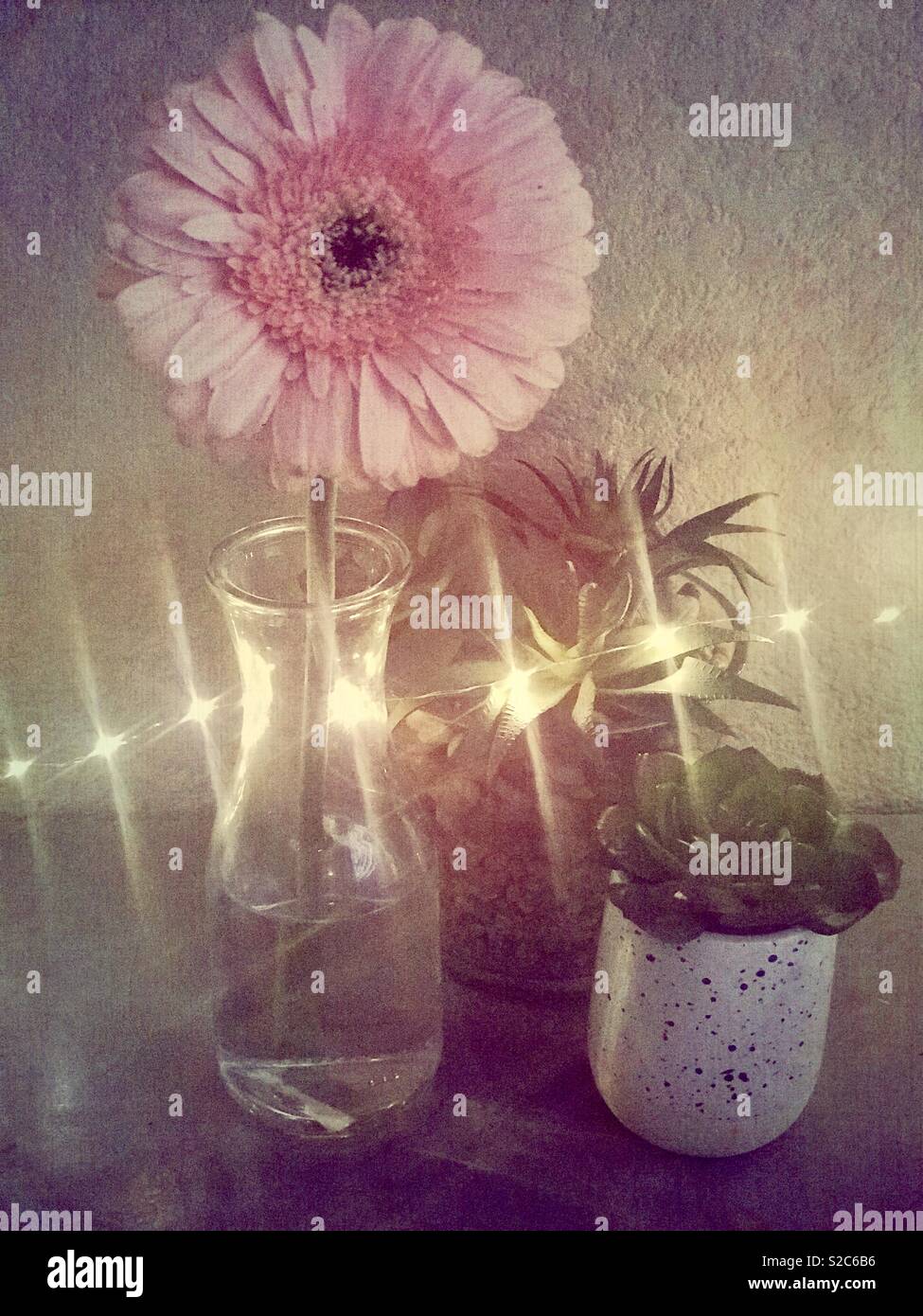 Beautiful Pink Daisy Flower In A Clear Vase With Water Sitting On