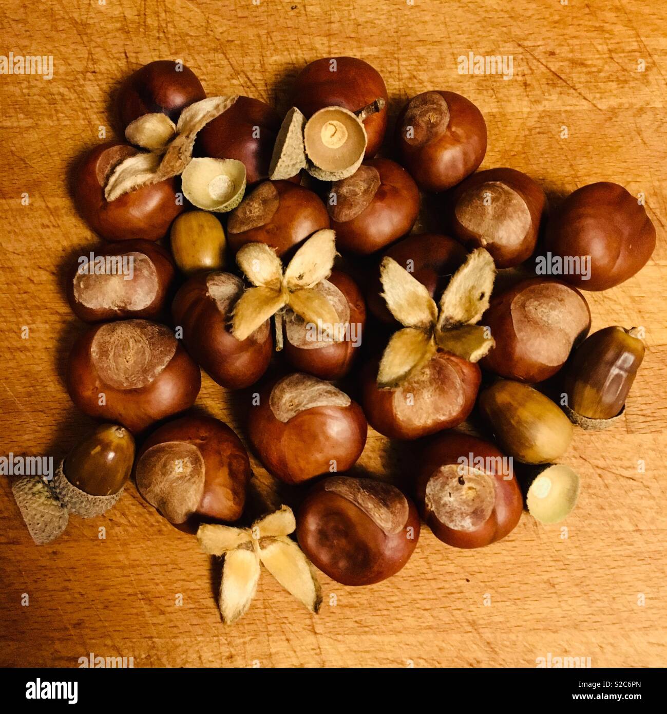 Acorns and conkers Stock Photo