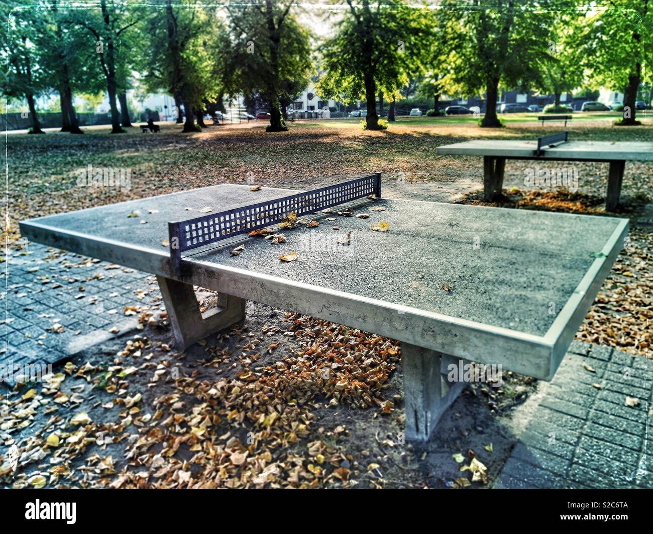 Ping Pong Fall Stock Photo 311284746 Alamy