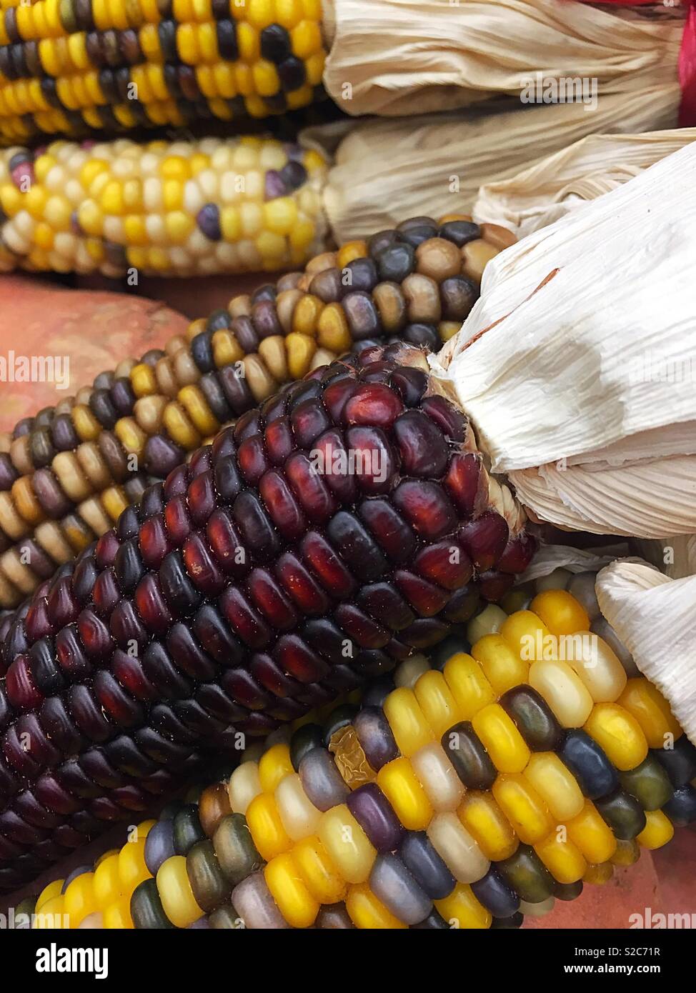 Autumn Display of Indian corn, USA - Smartphone Captured Stock Image