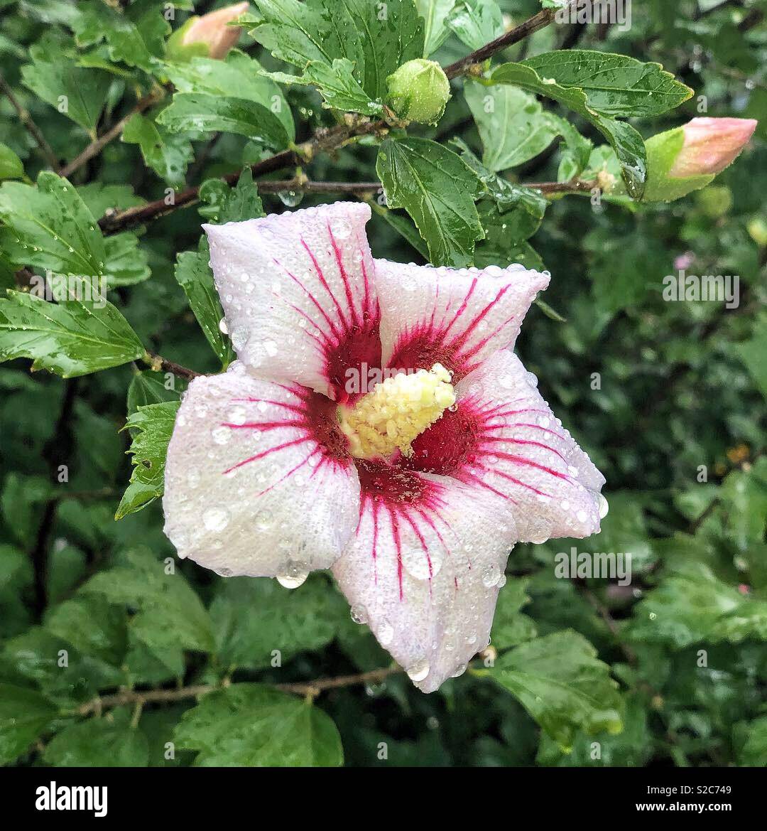 Flower name hi-res stock photography and images - Alamy