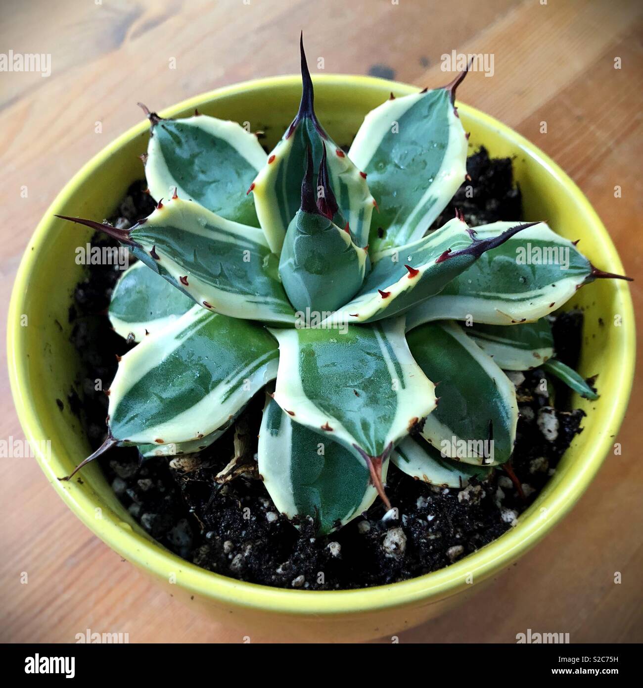 Agave “cream spike” plant in pot Stock Photo Alamy