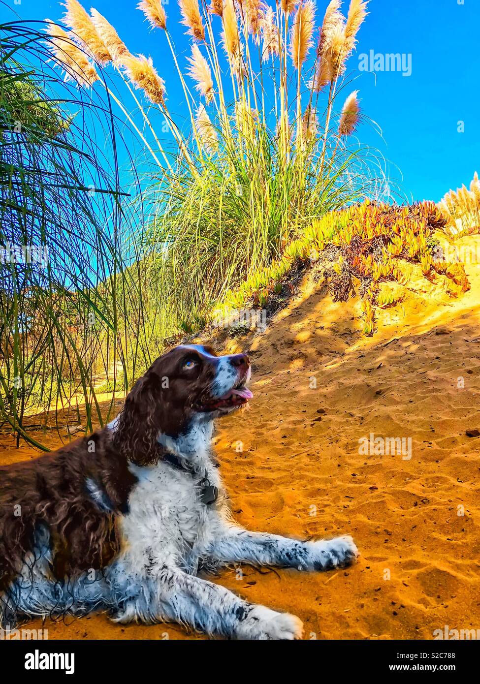 English Springer Spaniel relaxing under the shade of the coastal pampas grass after a romp in the waves - Smartphone Captured Stock Image