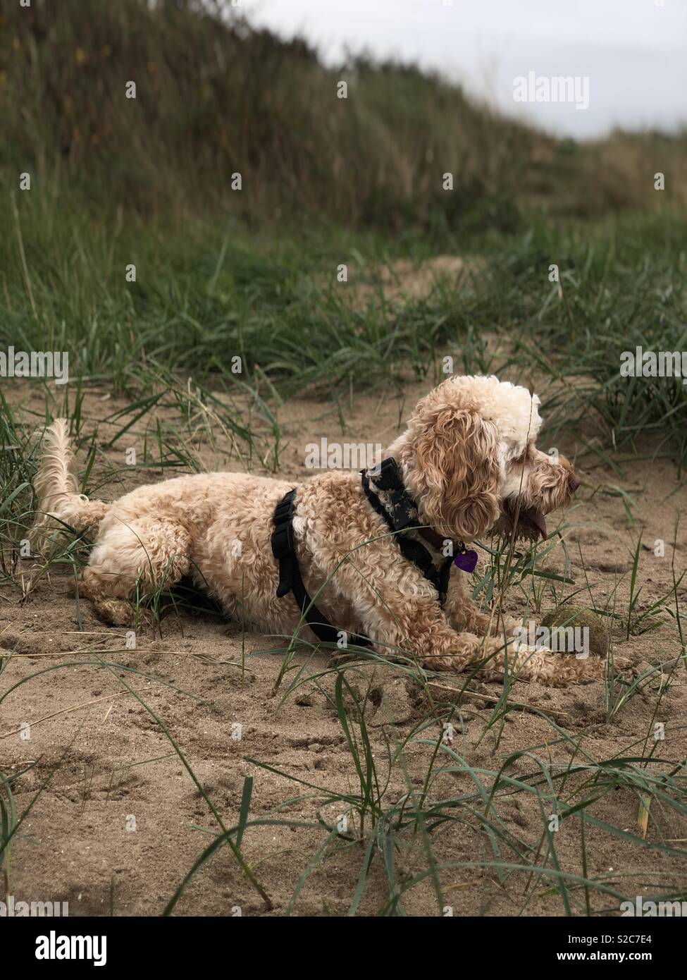 Marley in the beach Stock Photo Alamy