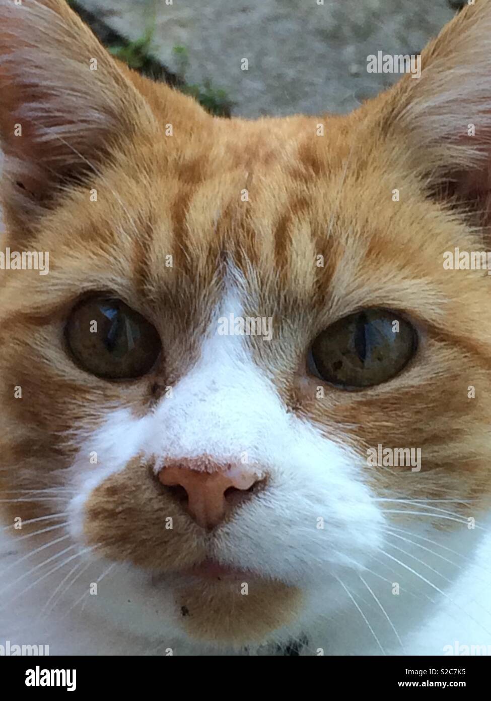 Ginger and white cat close up of face Stock Photo