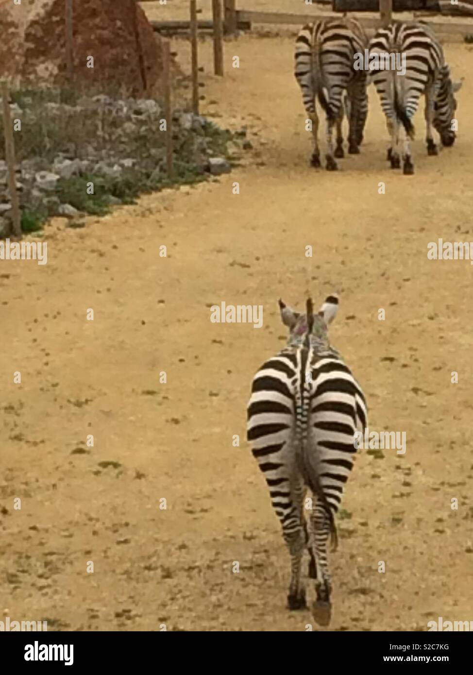 Three zebra walking away Stock Photo
