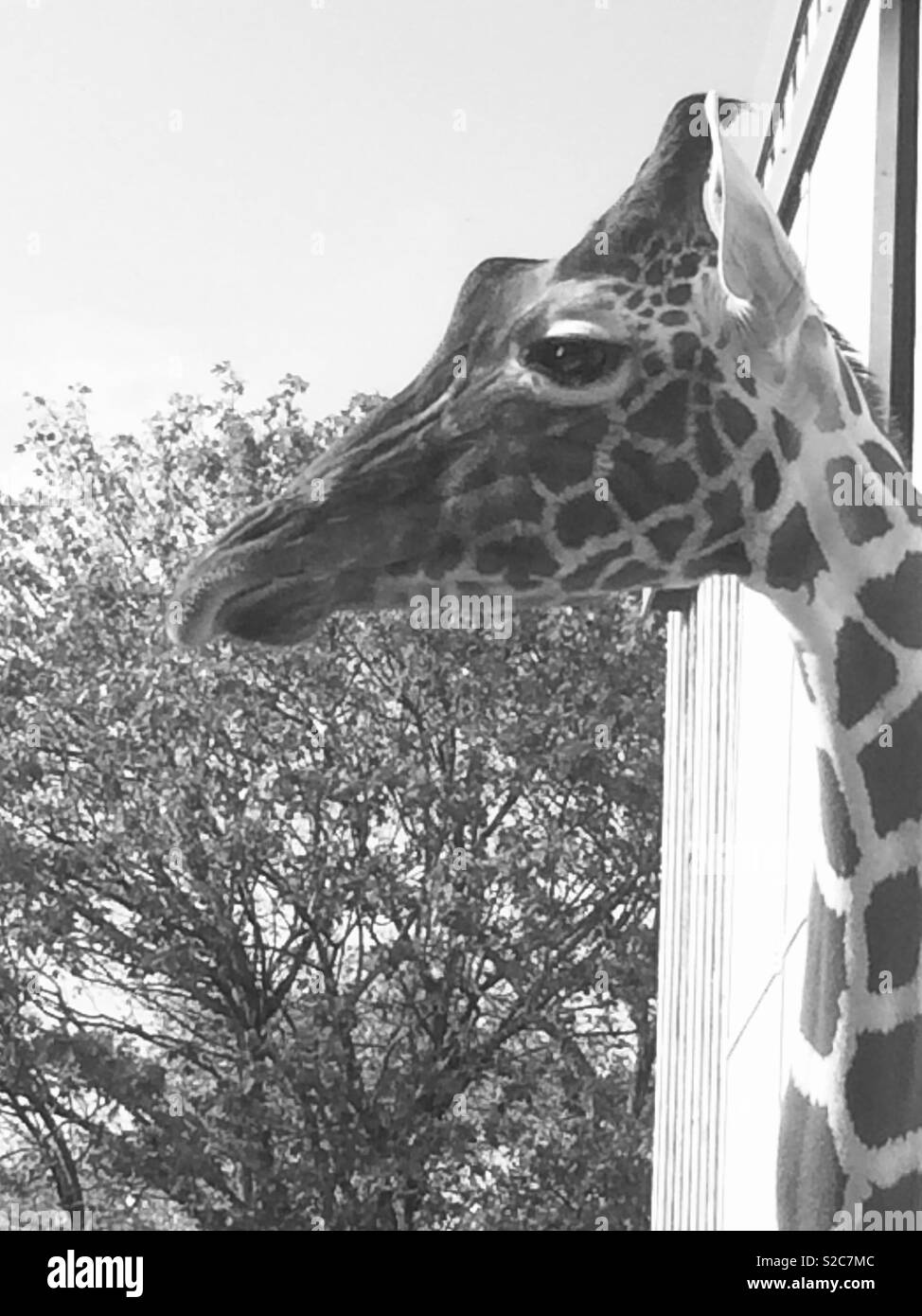 Black and white giraffe head Stock Photo
