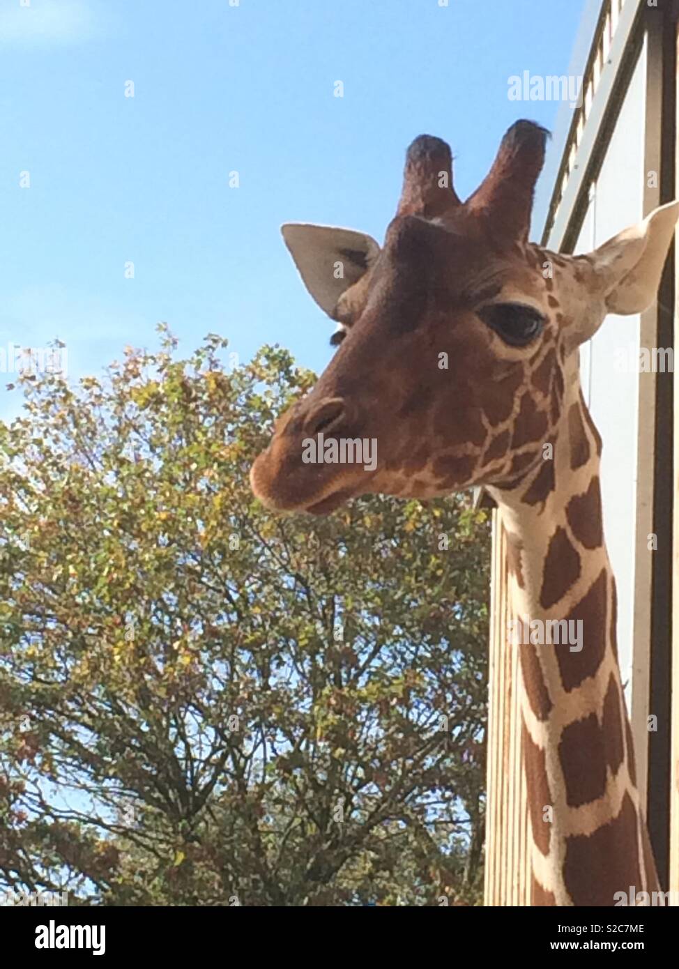 Giraffe staring at the camera Stock Photo