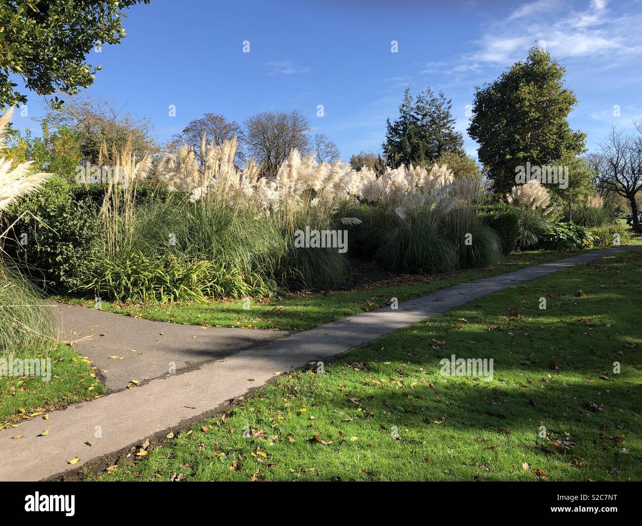 Lovely blooms hi-res stock photography and images - Alamy