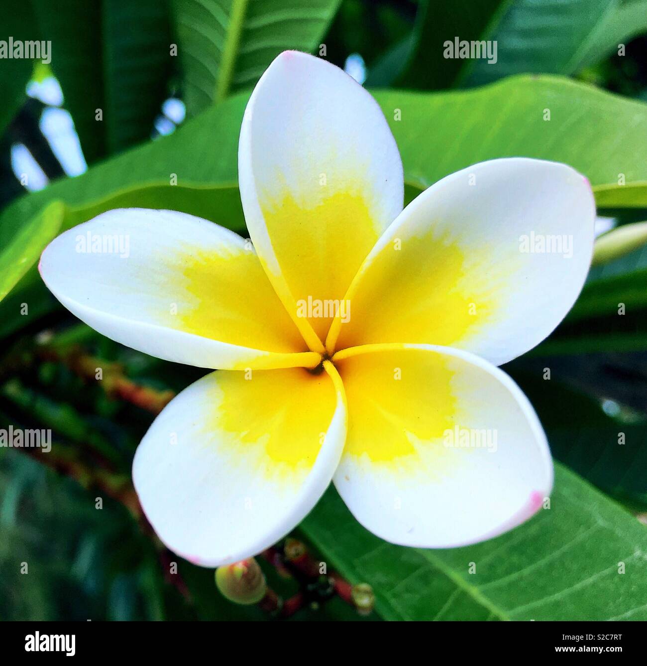 Plumeria Alba is an attractive plant that appears to be one of the iconic tropical flowers Stock Photo