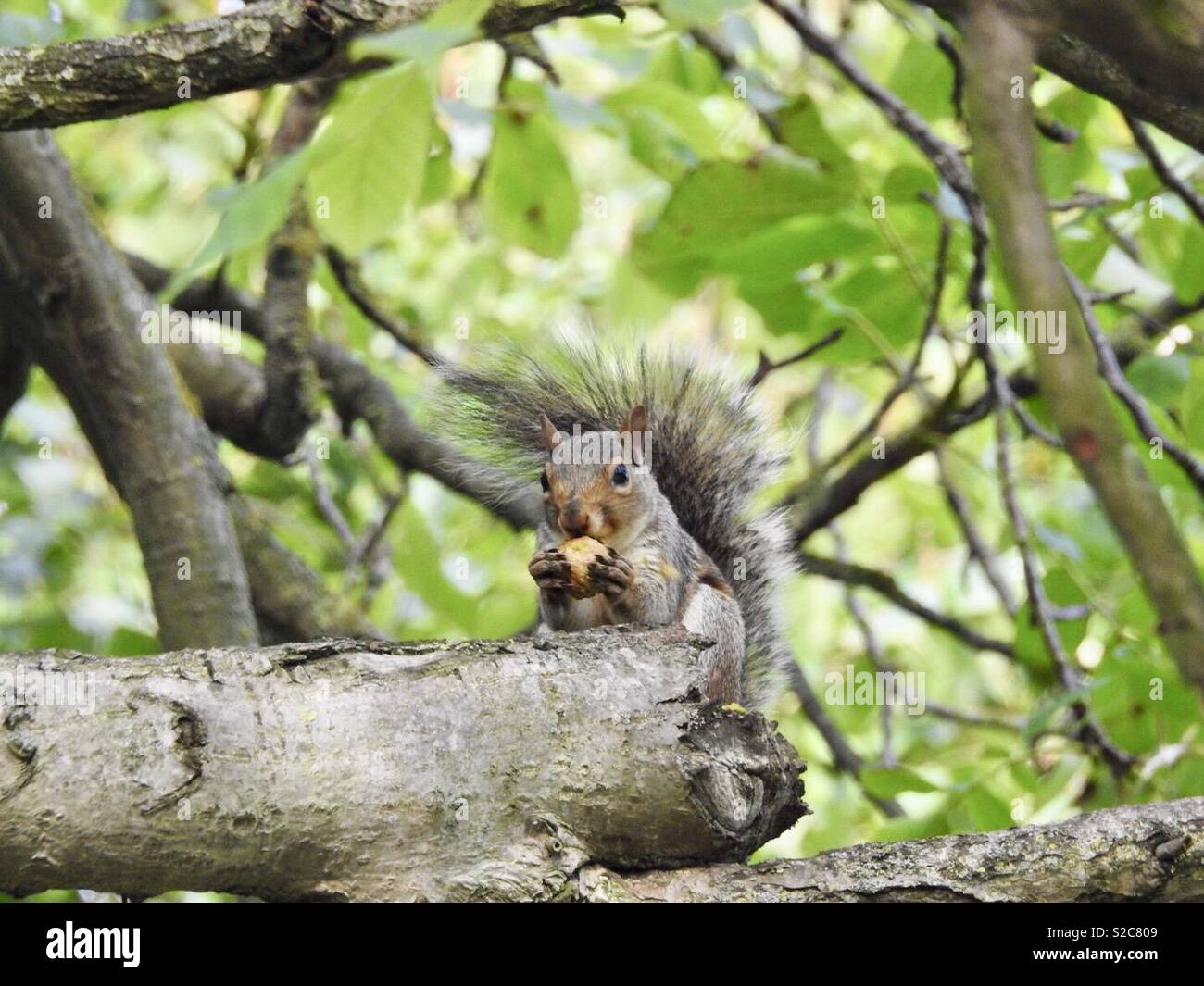 Grey squirrel eating a nut in a walnut tree Stock Photo