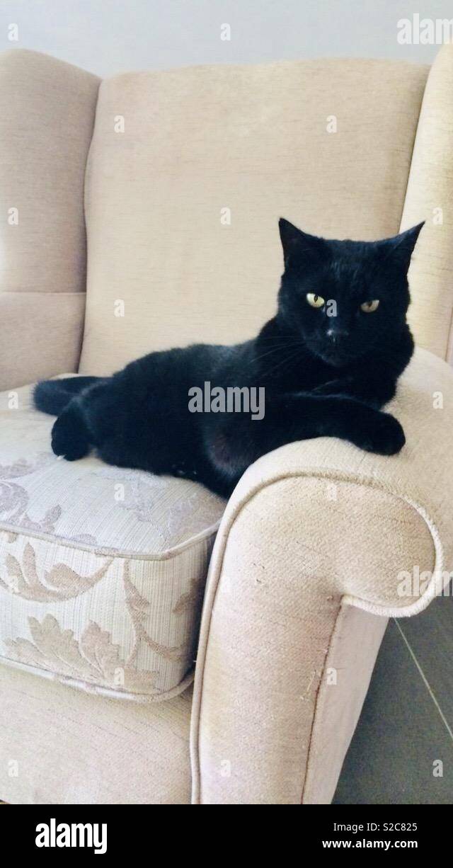 cat armchair