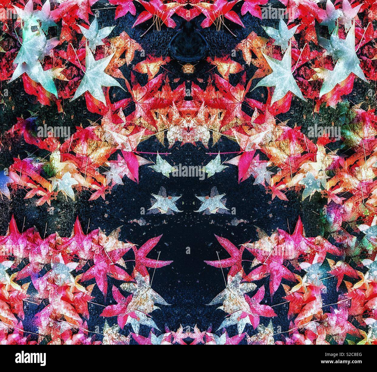 Autumn leaves. - Smartphone Captured Stock Image