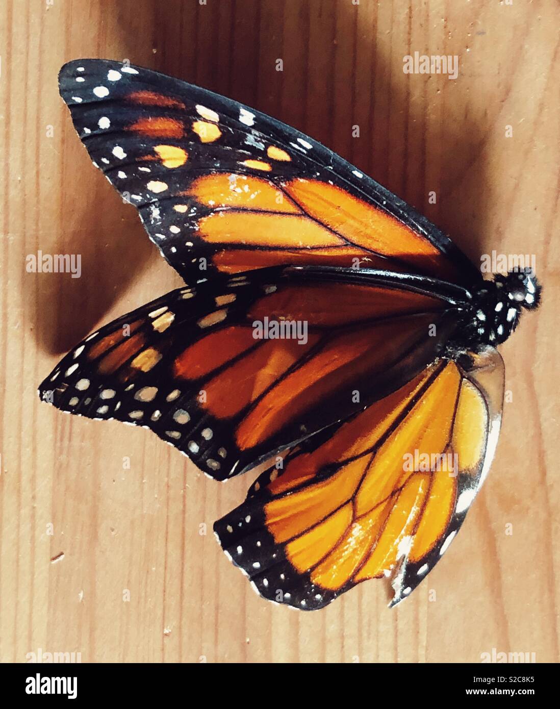 Dead monarch butterfly on wooden surface Stock Photo Alamy