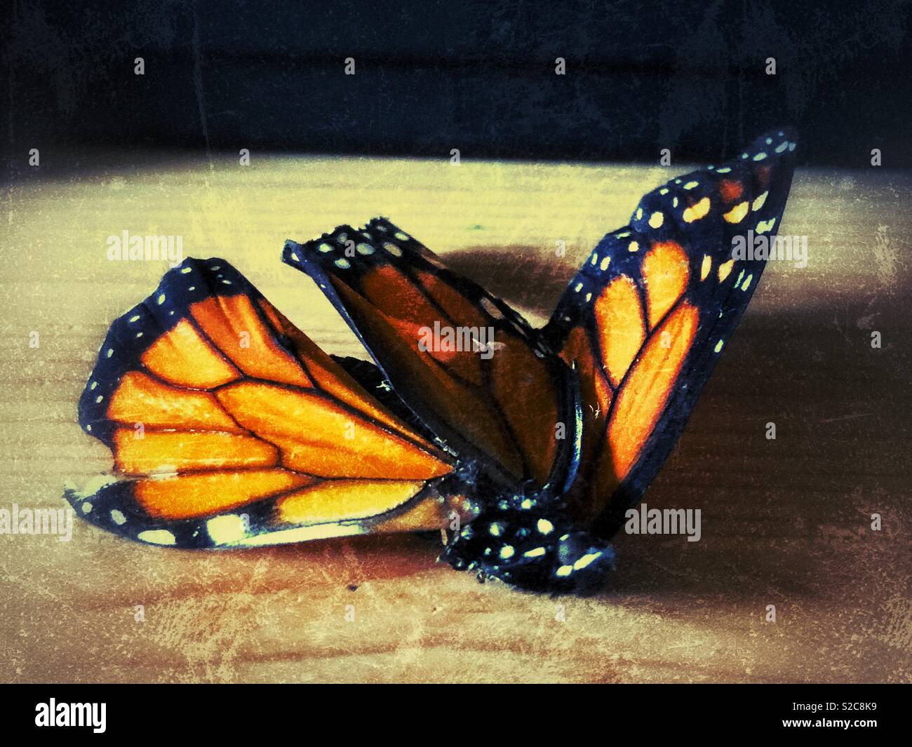 Dead monarch butterfly hires stock photography and images Alamy