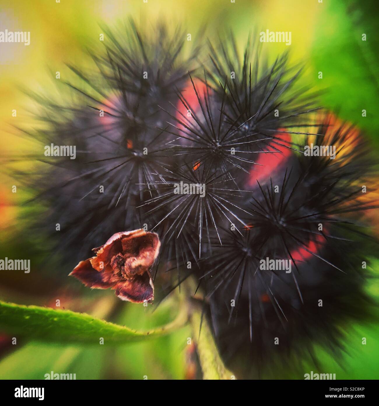 Munching Caterpillar Mascot Stock Illustration by ©lenmdp #58949045