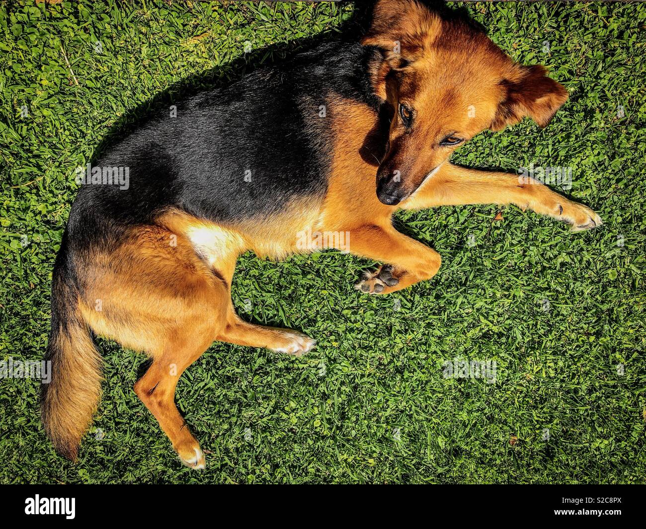 Dog lying on the grass - Smartphone Captured Stock Image