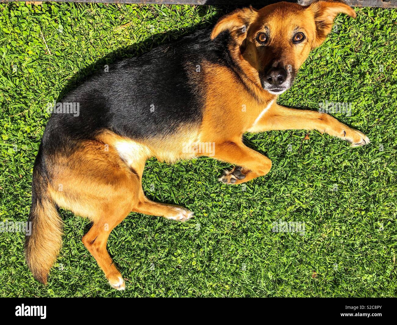 Dog lying on the grass - Smartphone Captured Stock Image