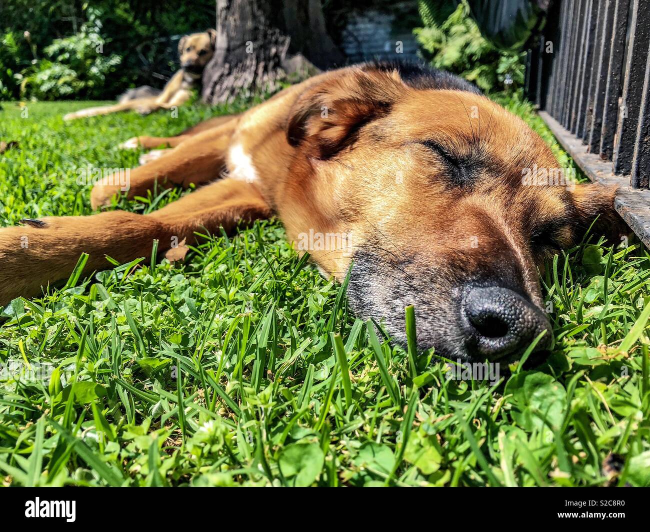 Dog lying on the grass - Smartphone Captured Stock Image