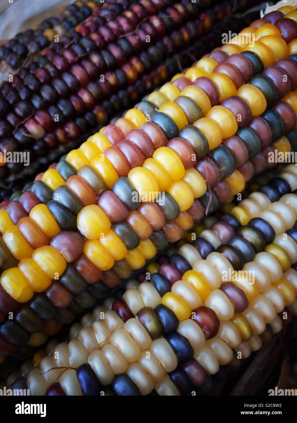 Indian Corn, with its rich array of multicolored kernels in hues of blue, red, yellow, and brown, is a traditional symbol of the fall harvest season. - Smartphone Captured Stock Image