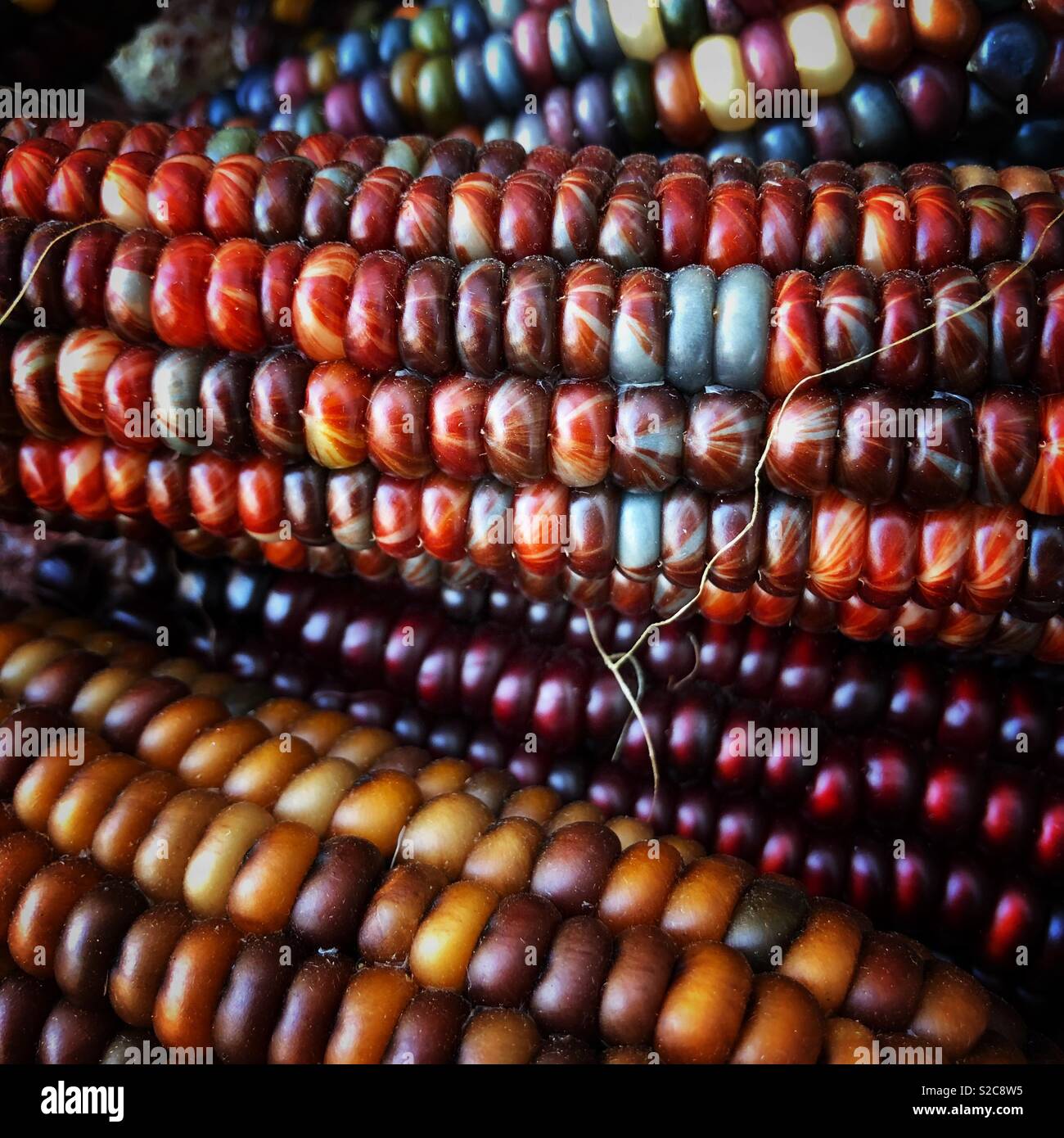 Indian Corn, with its rich array of multicolored kernels in hues of blue, red, yellow, and brown, is a traditional symbol of the fall harvest season. - Smartphone Captured Stock Image
