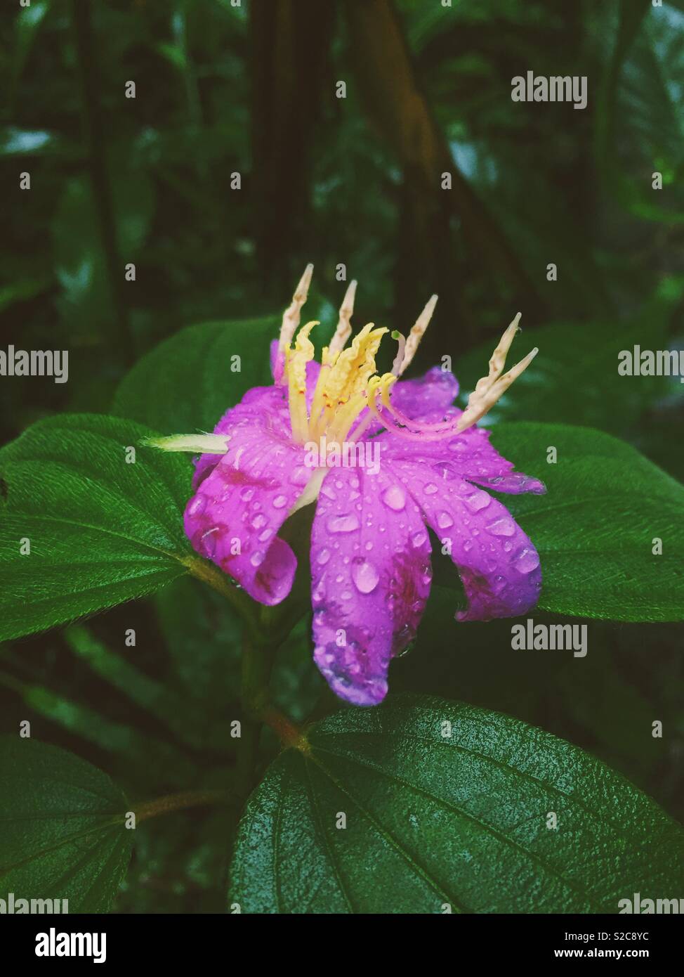Flower in the jungle Stock Photo Alamy