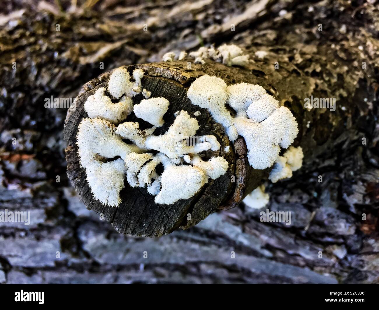 Lichens on wood - Smartphone Captured Stock Image