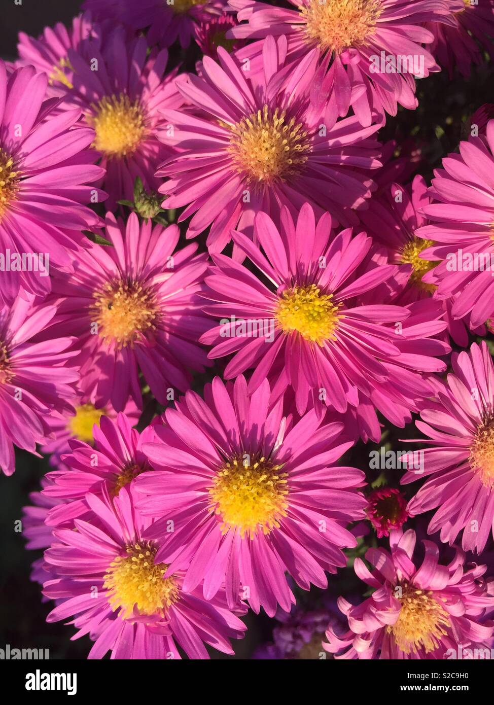 Daisy daisies flower hires stock photography and images Alamy