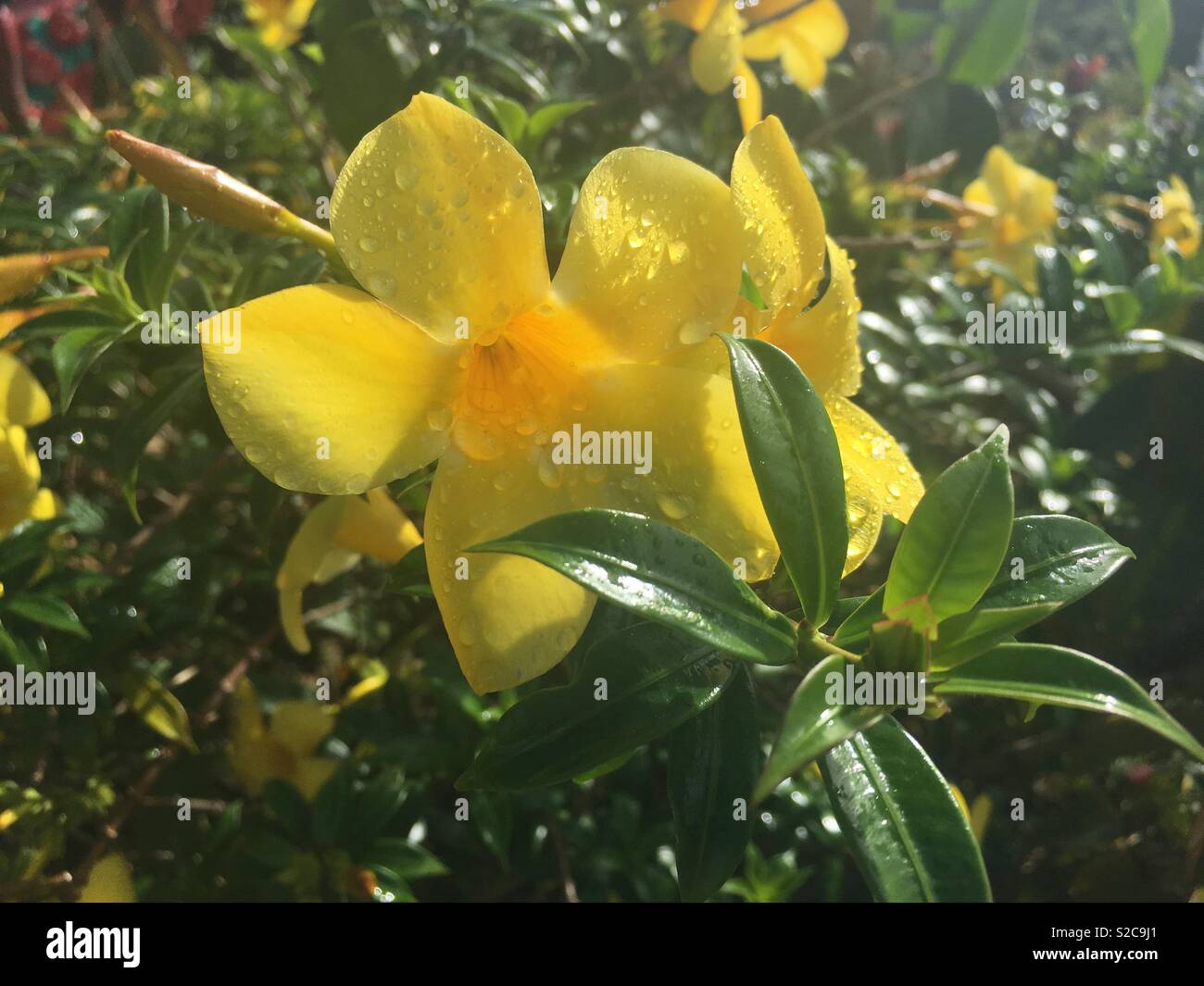 yellow bell flower in hindi