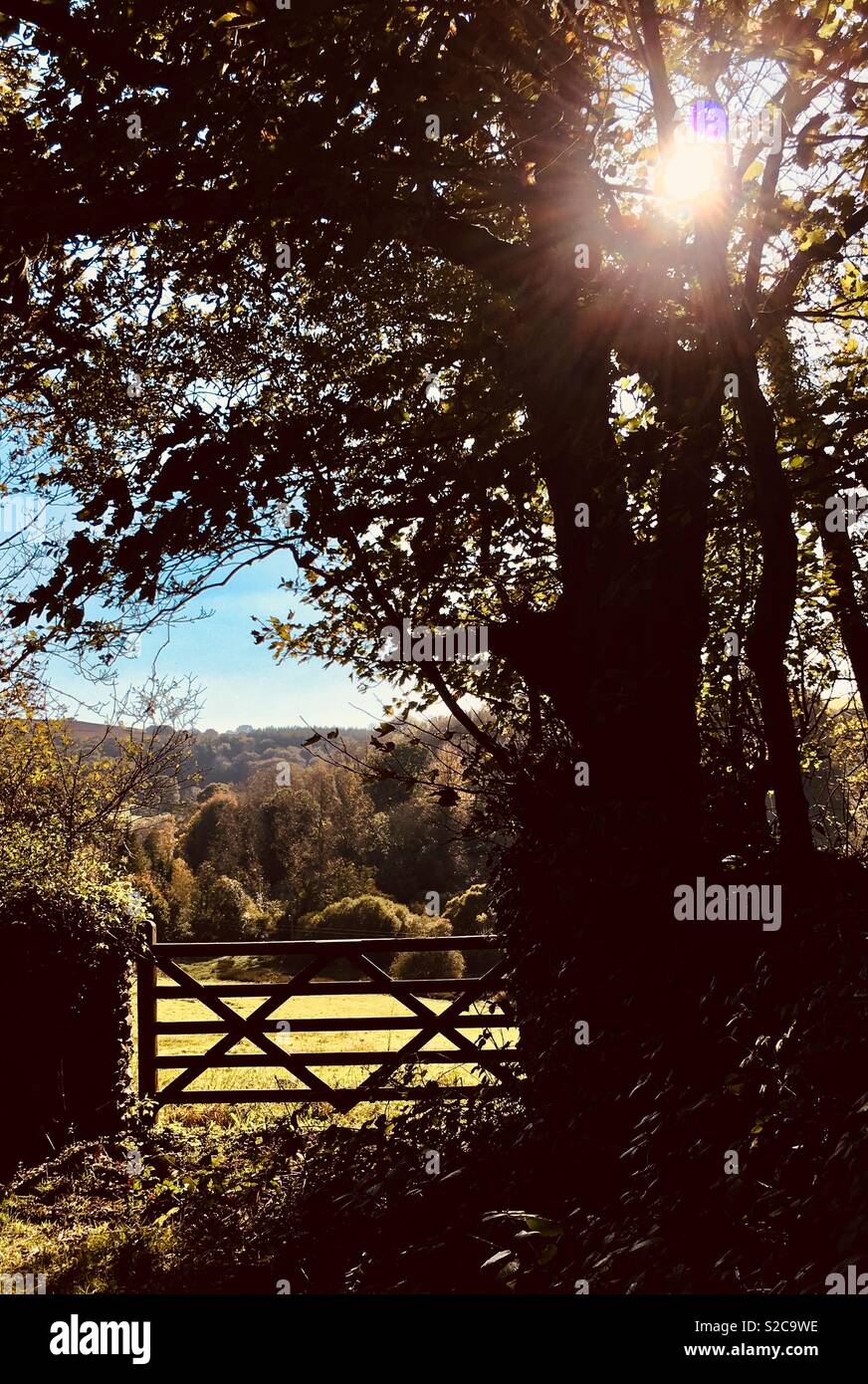 Autumn Stroll in the Devonshire countryside - Smartphone Captured Stock Image