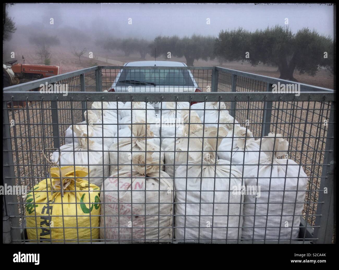 Sacks full of freshly harvested almonds on their way to the mill, Catalonia, Spain. - Smartphone Captured Stock Image