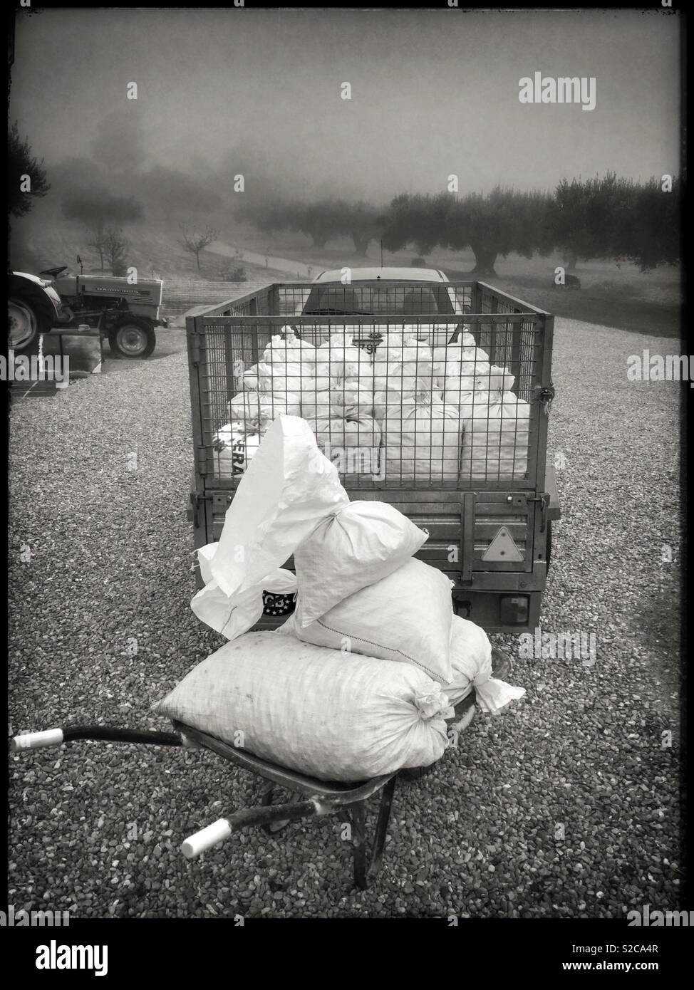 Sacks full of freshly harvested almonds on their way to the mill, Catalonia, Spain. - Smartphone Captured Stock Image