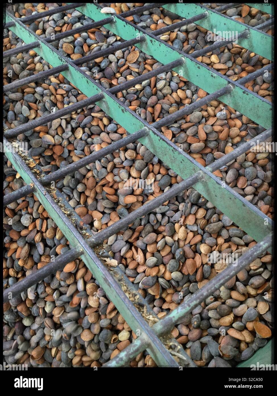 Freshly harvested almonds go through the sorting machine at the mill, Catalonia, Spain. - Smartphone Captured Stock Image