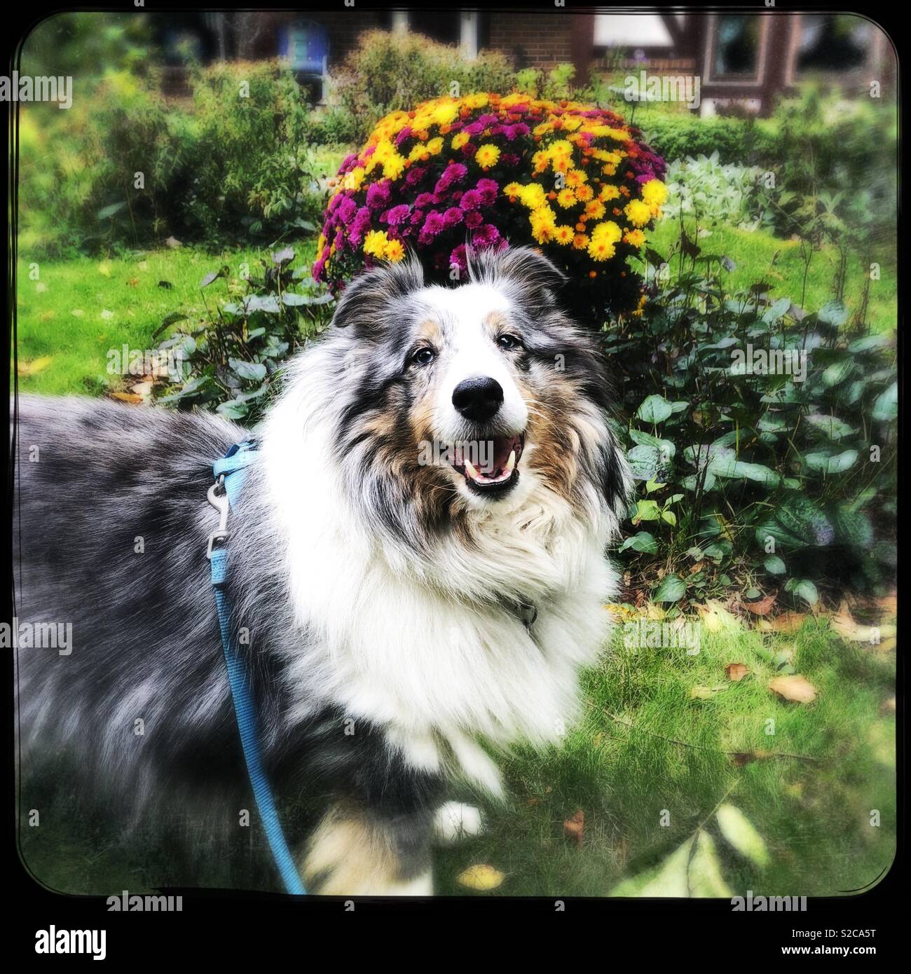 Our Sheltie Sammy posing with Autumn mums - Smartphone Captured Stock Image