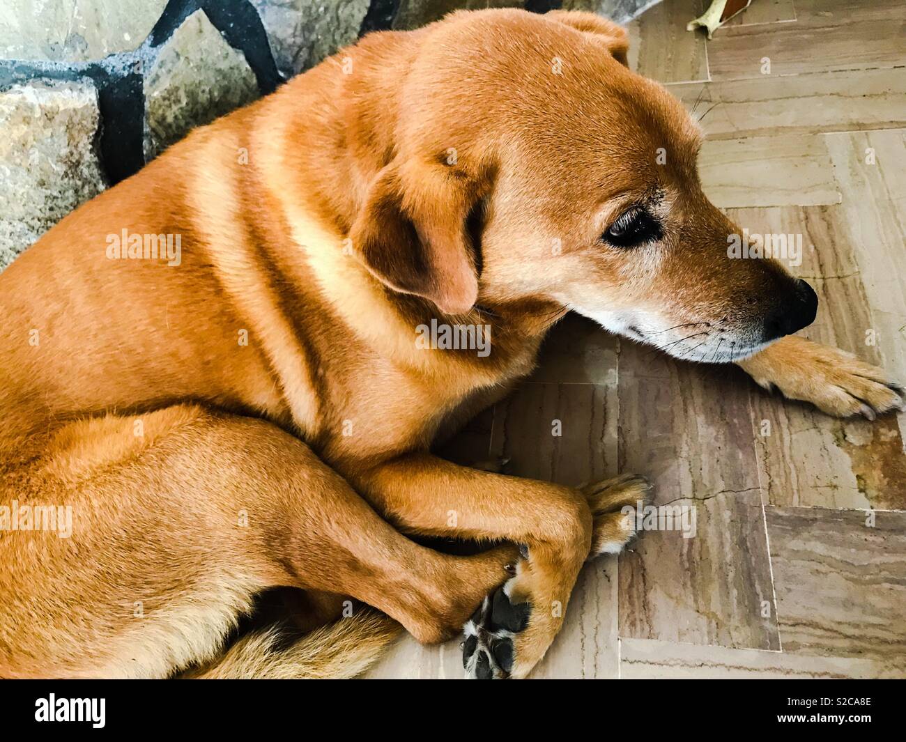 Golden fur dog Stock Photo