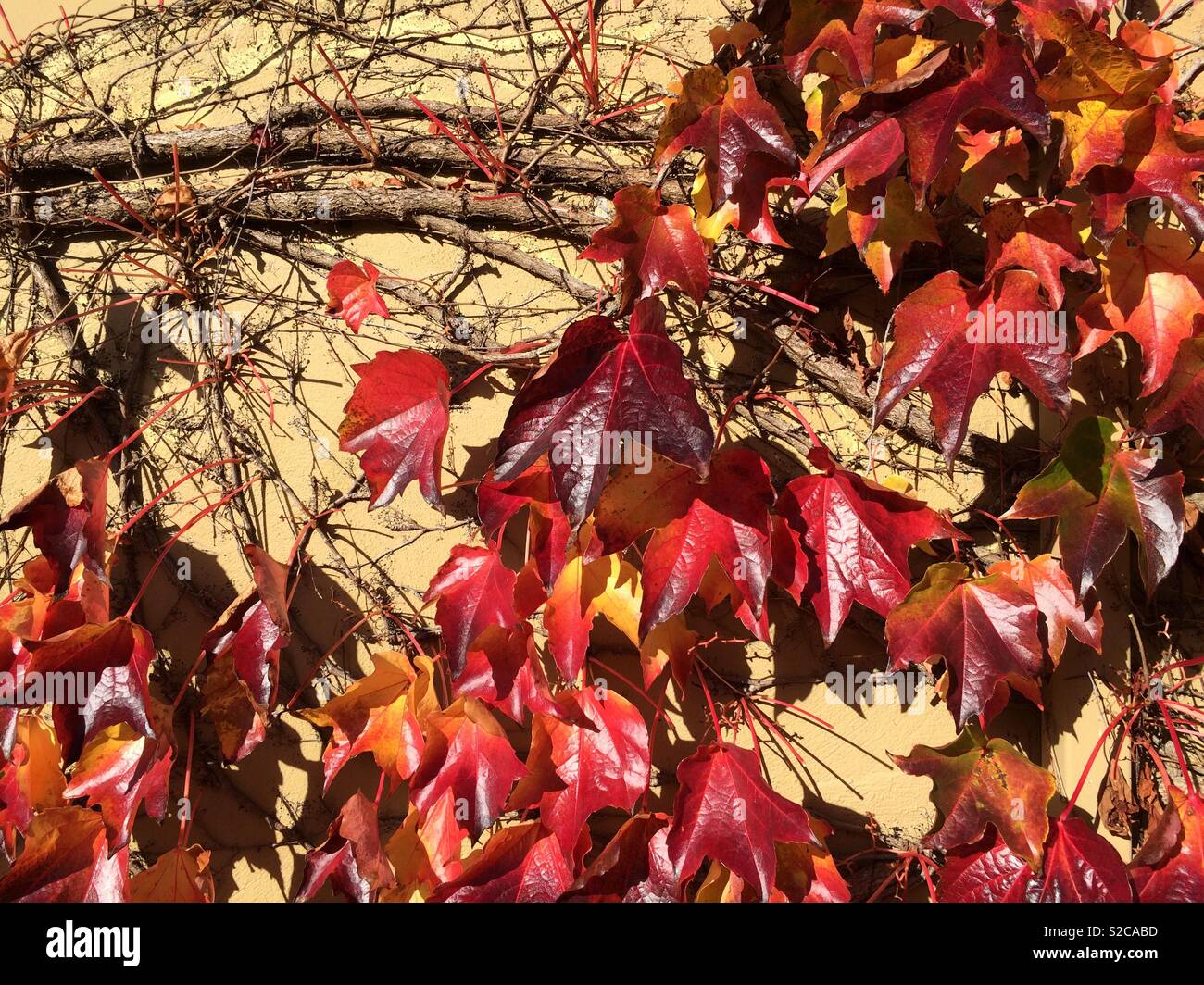 Red ivy leaves in mild Autumn midday light. Stock Photo
