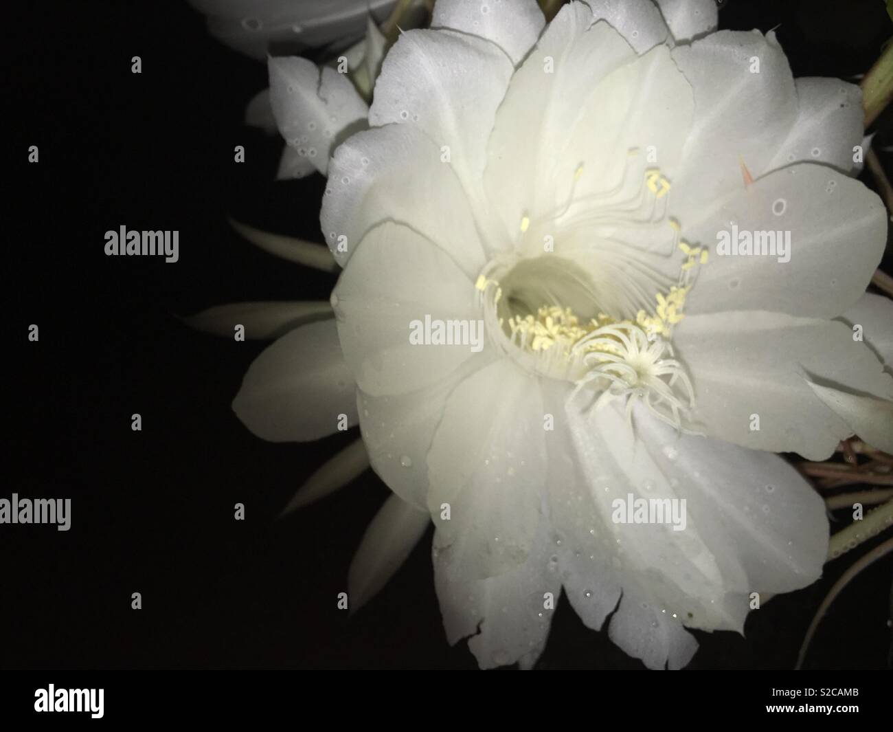 One of the most rear flower in the world. Only can see at one time in