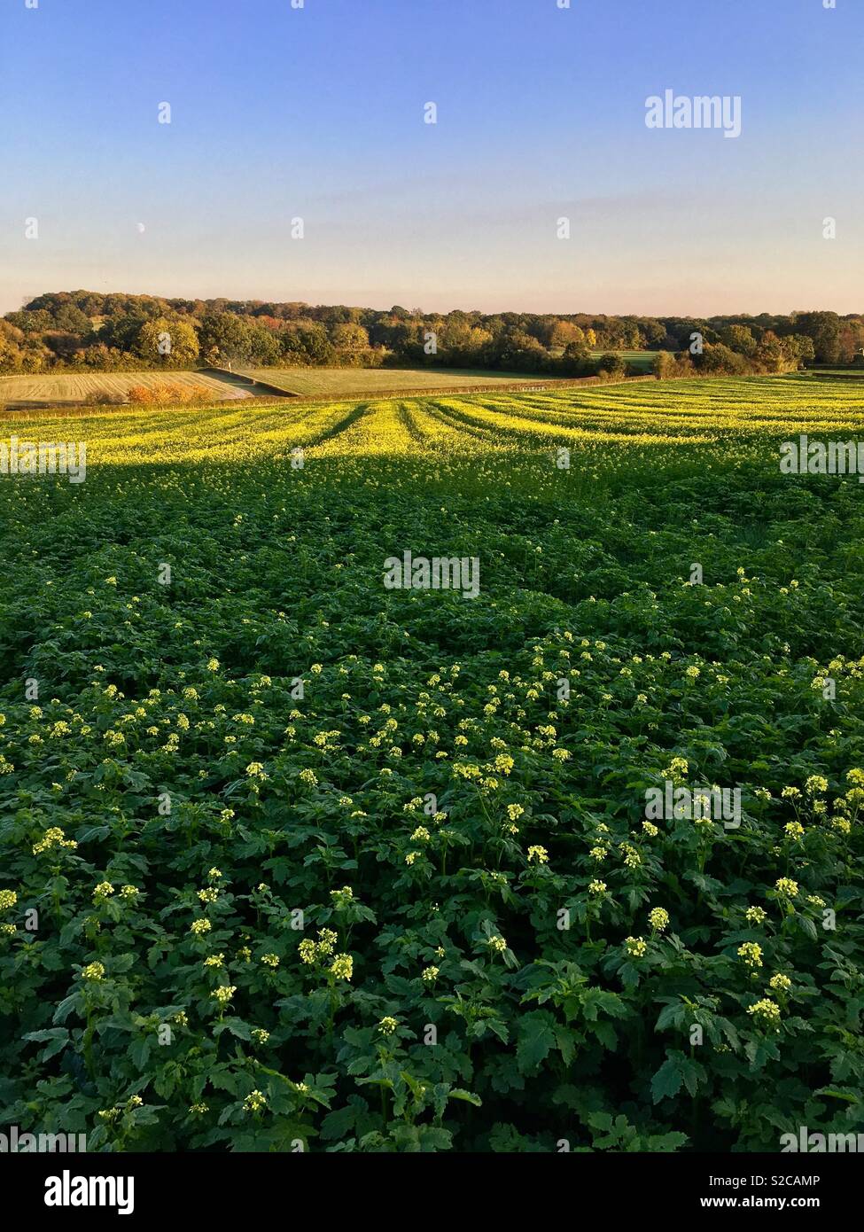 A field of White Mustard cover crop Stock Photo Alamy