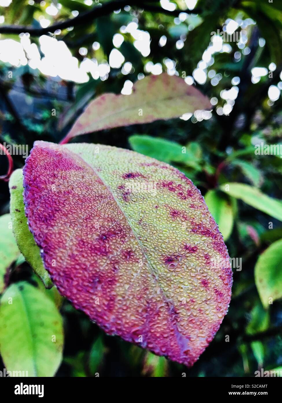 Morning dew on the leaves. Autumn has arrived Stock Photo - Alamy