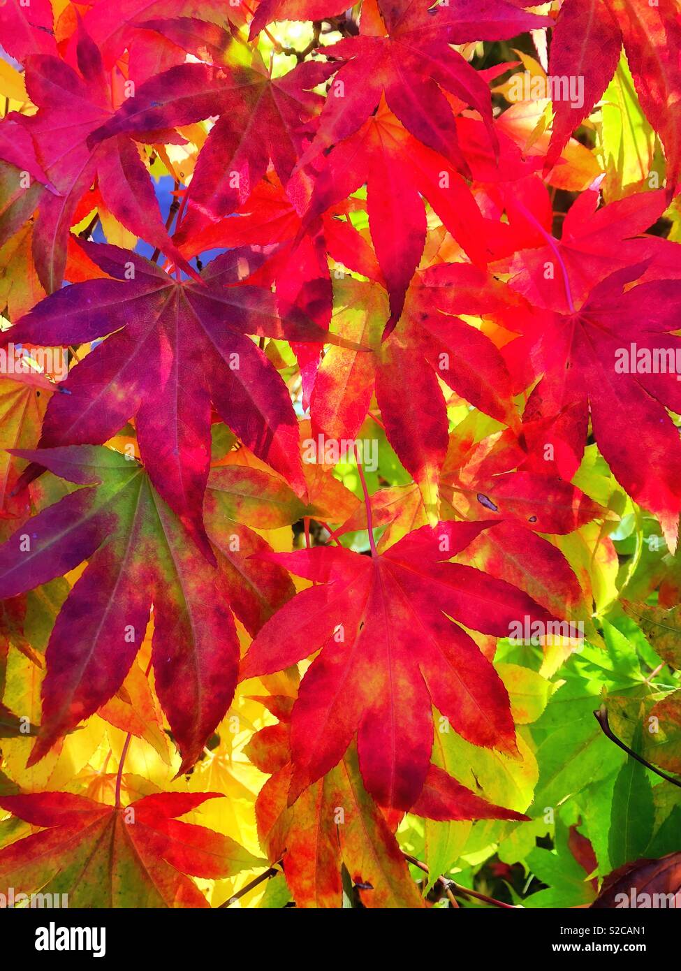 Red maples leaves hi-res stock photography and images - Alamy