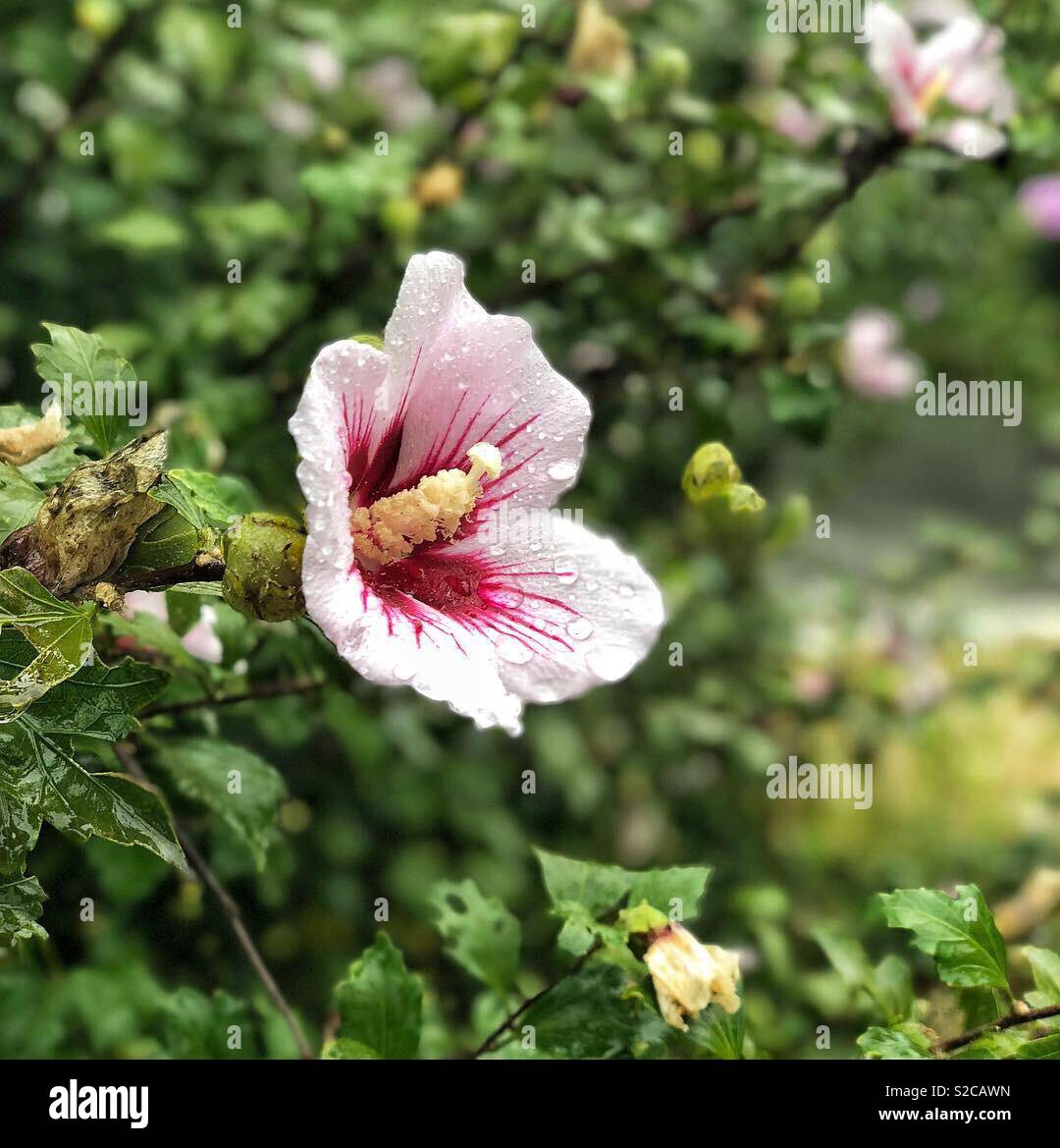 This picture is taken by IphoneX. Represent korea. They called ‘Rose of sharon’. Very beautiful flower. Flower language is ‘sincerity’ Stock Photo